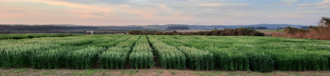 Cultivares de aveia branca