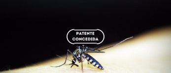 Sistema e processo de alimentação artificial de invertebrados