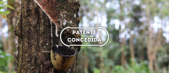 Método de identificação precoce de genótipo com alta produção de resina e método para estabelecer florestas resinosas compostas de genótipos superresinosos e homogêneas para resinagem
