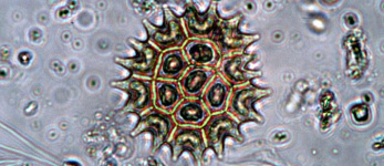 Extratos de Pediastrum boryanum, processo de obtenção dos mesmos e formulações farmacêuticas e cosméticas contendo biomassa de P. boryanum
